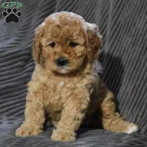 Maleah, Cavapoo Puppy